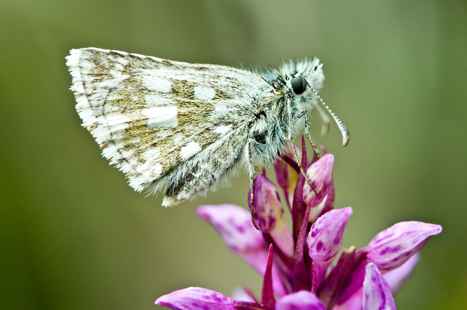 schmetterling auf knabenkraut.jpg